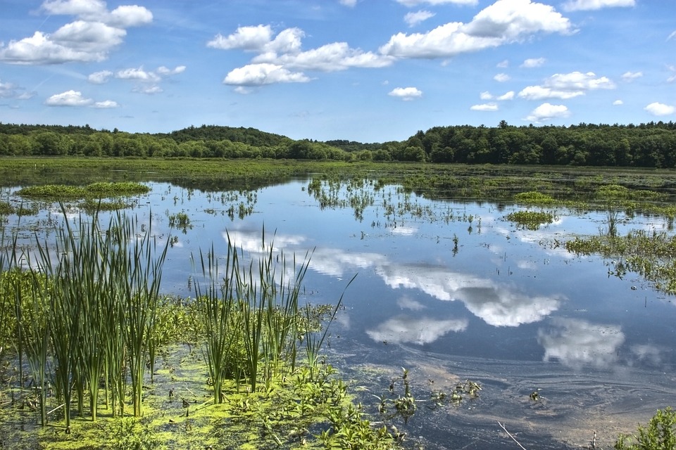 A marshy, lake area with blue sky and grassy mountains in the background.